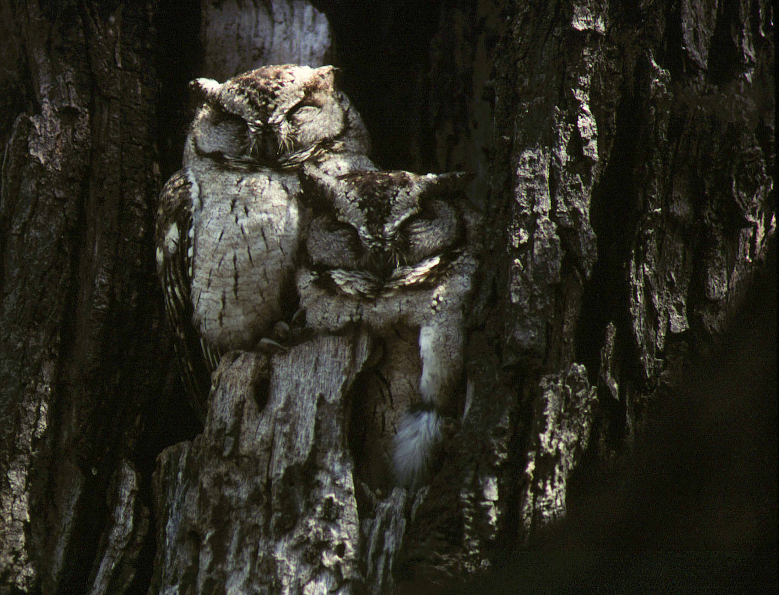 image Indian Scops-Owl